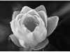 crno-bel-lotus